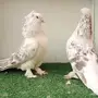حمام تركي - كنج - بلجيكي 