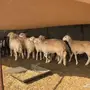 ذبايح للبيع جاهزه 