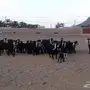 للبيع  ماعز عارضيات صنف