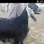 عنز عارضيه كفو مقنوي