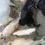 جازان محافظة العارضه قرية الدقيقه 