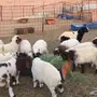 للبيع هرافى نعيم العدد ( 39 ) رأس 
