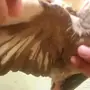ذكر كروان جاهز