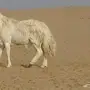 فحل حري صنف جبر وجرم وراس كايف