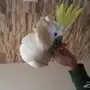 للبيع ببغاء كوكاتو 