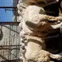 طليان 60 راس ذبايح