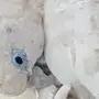كوكاتو