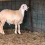 مشروع فحل صنف