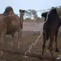 ضرايب للبيع 