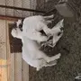 طليان لباني البيع 