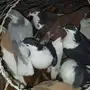 اربع اجوز شيرازي واربع حبات منتجين