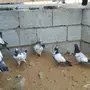 طبات تيدي 