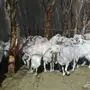 حريات مع مواليد للبيع 