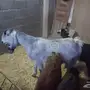 غنم معزا سوريه وهولنديه للبيع 