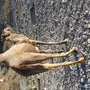 ناقة طيبه