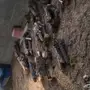 يوجد لدينا حطب للبيع 