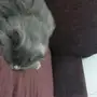 قطتين ممتازين للبيع