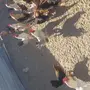 دجاج بلدي تصفيه