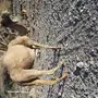 ناقة مضروبه للبيع