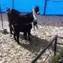 عنز للبيع