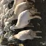 غنم للبيع العدد126