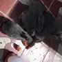 ارانب ايطاليه للبيع ابها