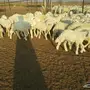   طليان ورخال حريه للبيع الموقع القنفذه