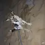 كلب هاسكي