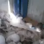 حمام مشكل للبيع 