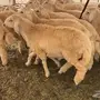 طليان للبيع  6 شهور 