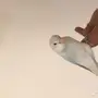 فرخ روز هده غر ويأكل 