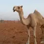 ناقه حايل