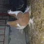جوز شيرازي منتج