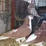 جوز شيرازي منتج 
