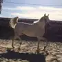  خيل فرس 