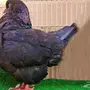 كنج - بلجيكي - تركي