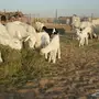 ضان مواليد للبيع 