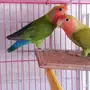فندقة وتبني طيور