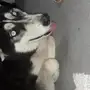 هاسكي لتلقيح 