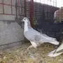 جوز شيرازي منتج 