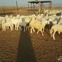 طليان ورخال حريه للبيع الموقع القنفذه