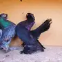 جوز كرنقو 