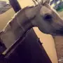حصان شعبي شيخ ينافس الواهو 