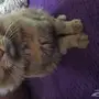 قطه جميلة جدا .. للبيع. اللون. ذهبي 