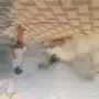 رش مبيدات عماله فلبينيه شوف الصور