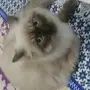 قطط للبيع 