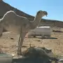 فحل اوضح