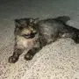 قطه شيرازي 