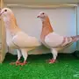جوز ريحاني سوري