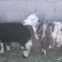 نعجة و رخل للبيع 